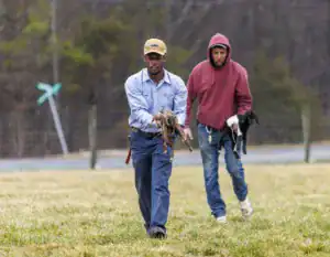 Two men walk across a grassy field, carrying small animals. One wears a baseball cap and a blue shirt, while the other, in a red hoodie, holds a black and white animal. Trees and a fence are in the background.