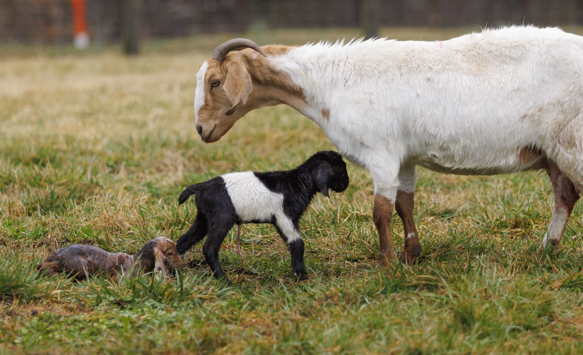 02_27_2026_Small Ruminant Workshop 022 - resized