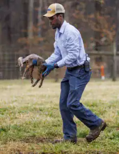 A person in work attire carries a small goat, wearing gloves and a cap. The background features a grassy field and trees in a natural setting.