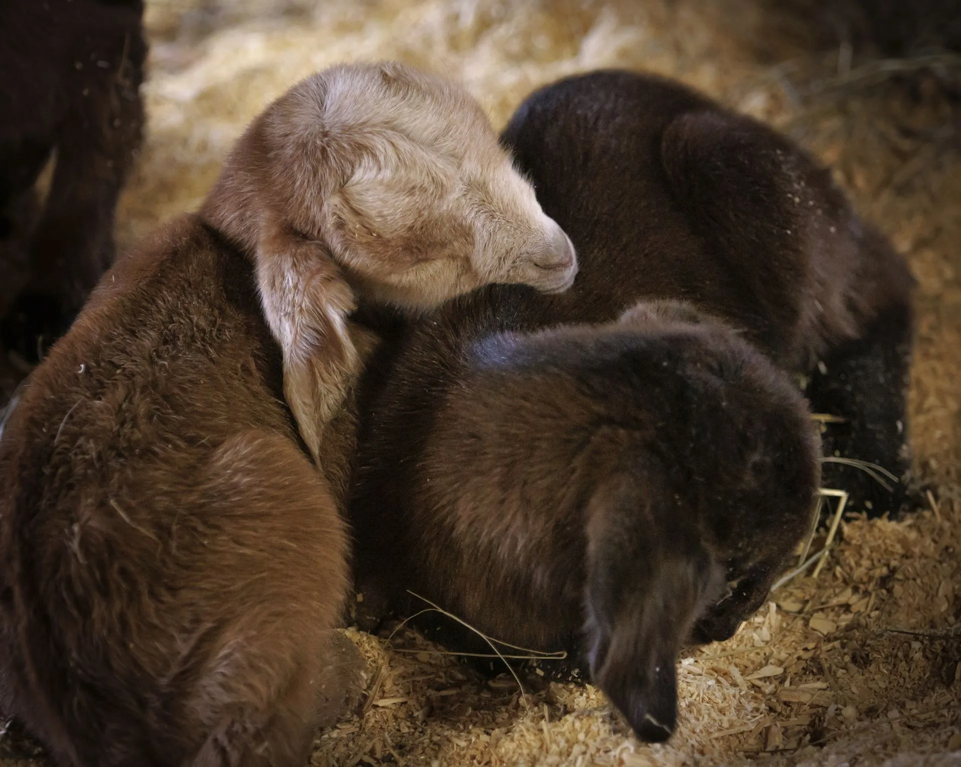 02_27_2026_Small Ruminant Workshop 024 - resized