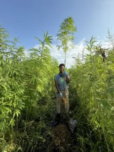 A person stands in a field surrounded by tall plants, holding a handful of soil and roots. They wear gloves and a shirt, with blue sky and greenery in the background.