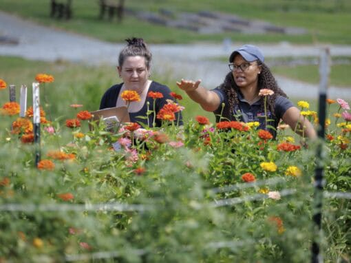 Two women gardening among colorful flowers in a lush green field.