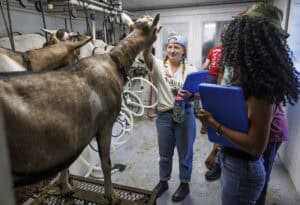 Young woman interacts with goats in a farm setting, smiling and engaging.