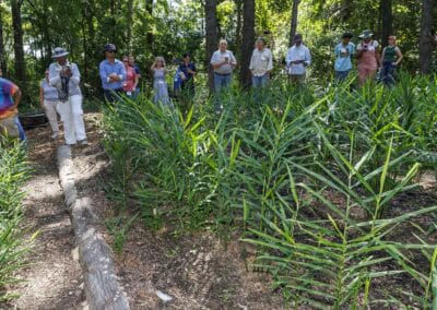 Third Ginger Production Field Day Shares More of Crop’s Secrets