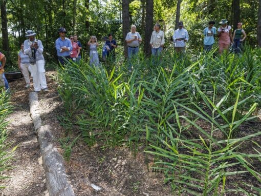 Group of people inspecting a ginger crop in a forested field.