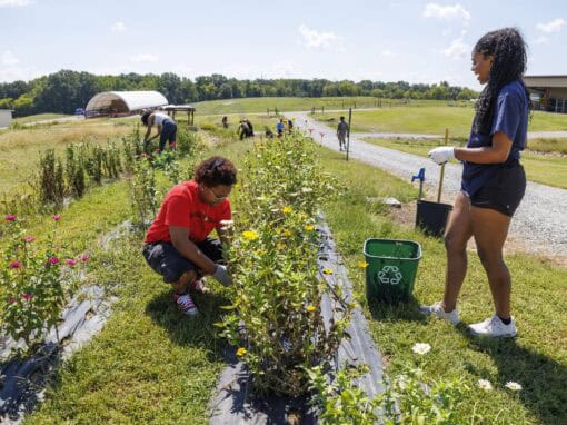 Students gardening outdoors on a sunny day at CAES News.