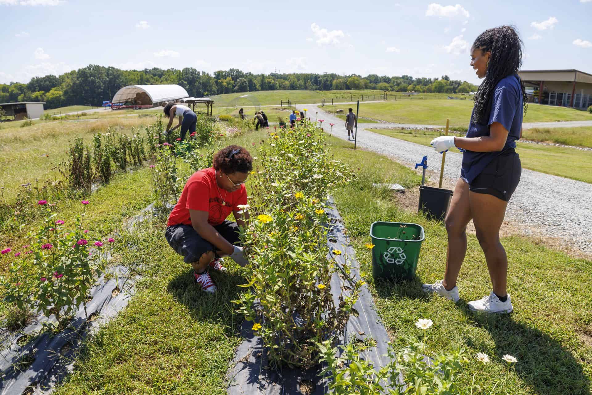 Students gardening outdoors on a sunny day at CAES News.