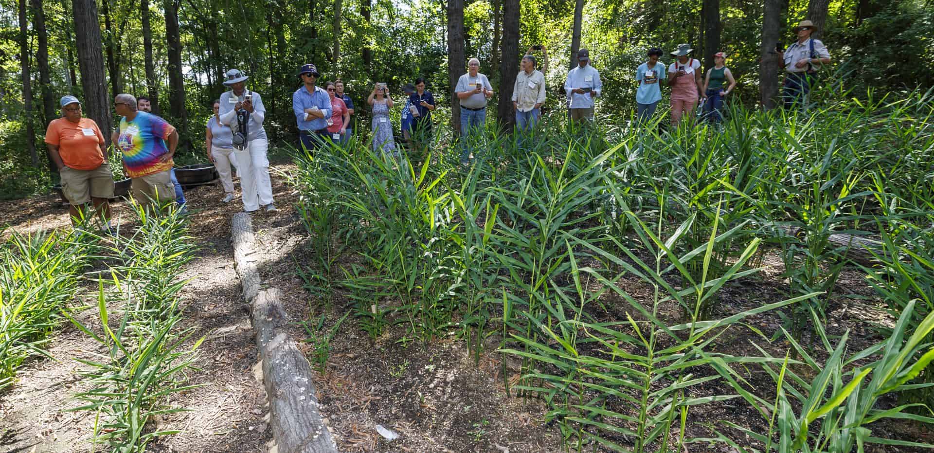 Third Ginger Production Field Day Shares More of Crop’s Secrets