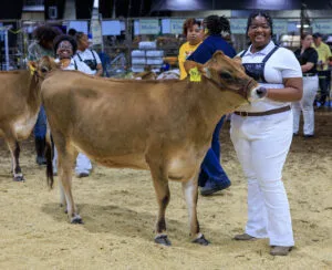 Student preparing to show a brown cow at a fair competition.